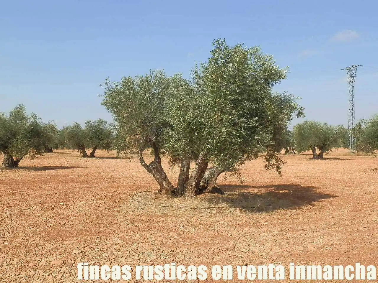 Terreno rústico en venta en Moral de Calatrava, imagen 18