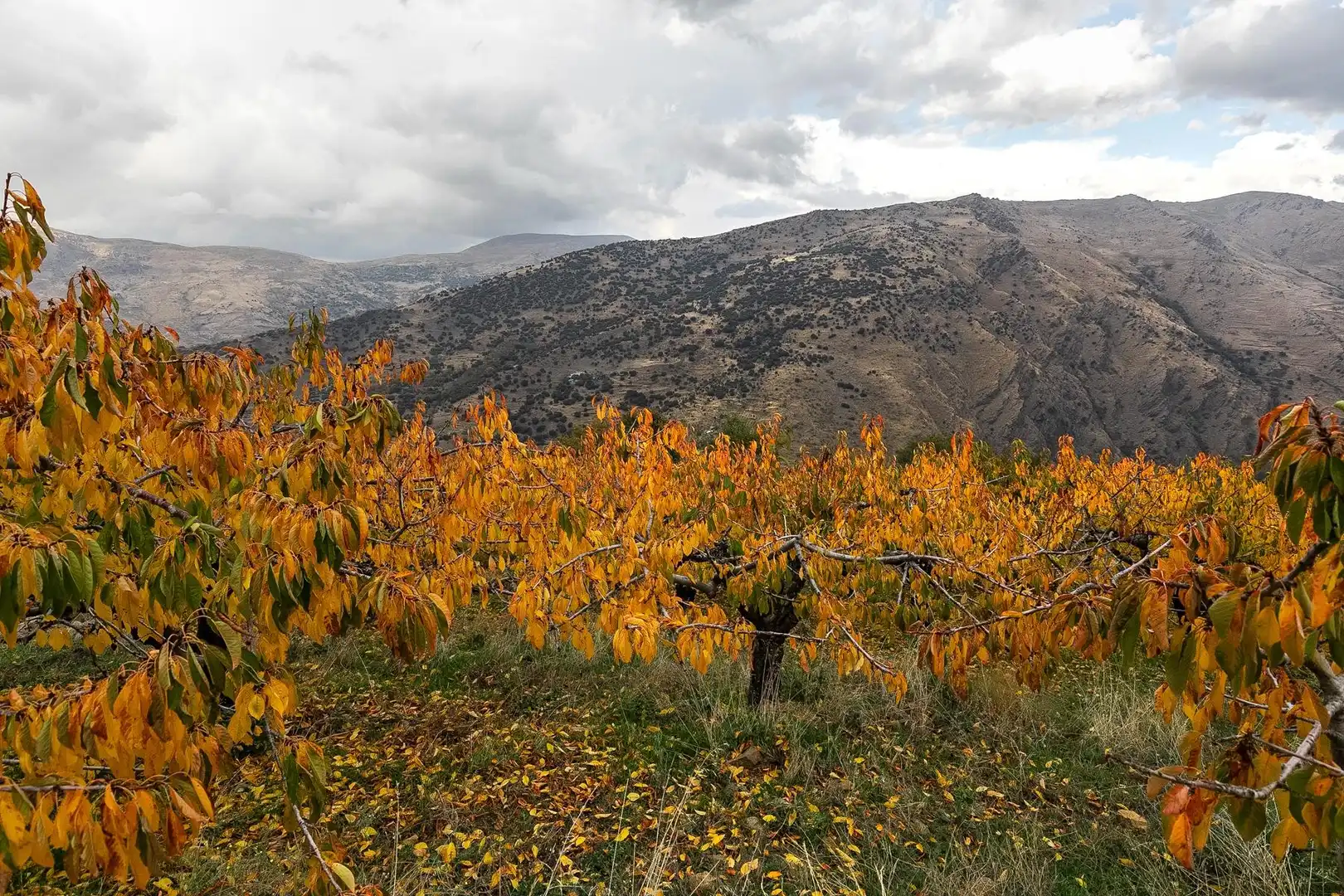 Lands and plots for sale in Güéjar Sierra, imagen 18