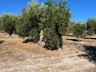 Terreno rustico in vendita a Priego de Córdoba