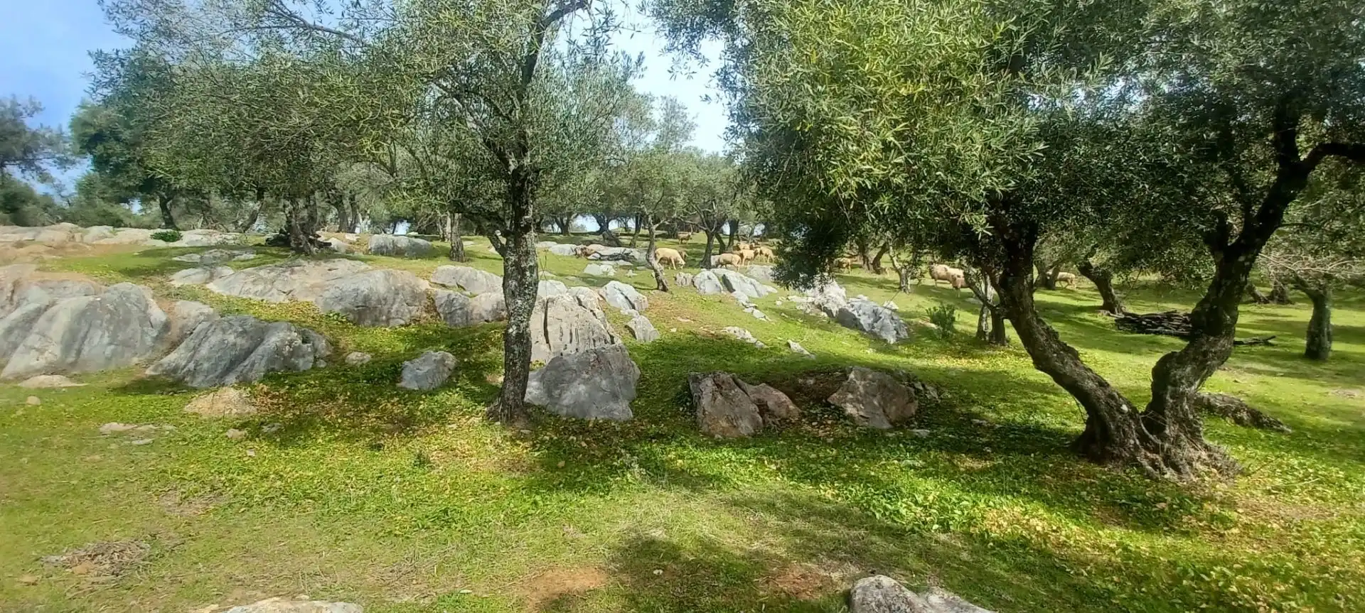Terreni e lotti in vendita a Constantina, imagen 49