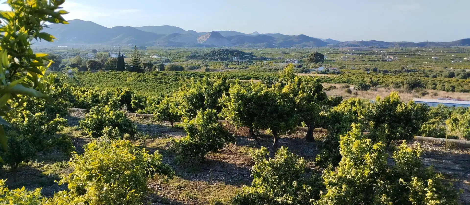 Rural land for sale in Pego, imagen 25