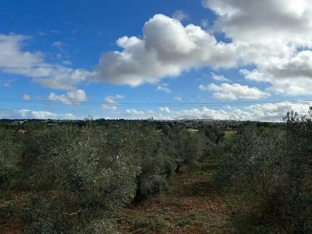 Rural land for sale in Sa Pobla, imagen 18