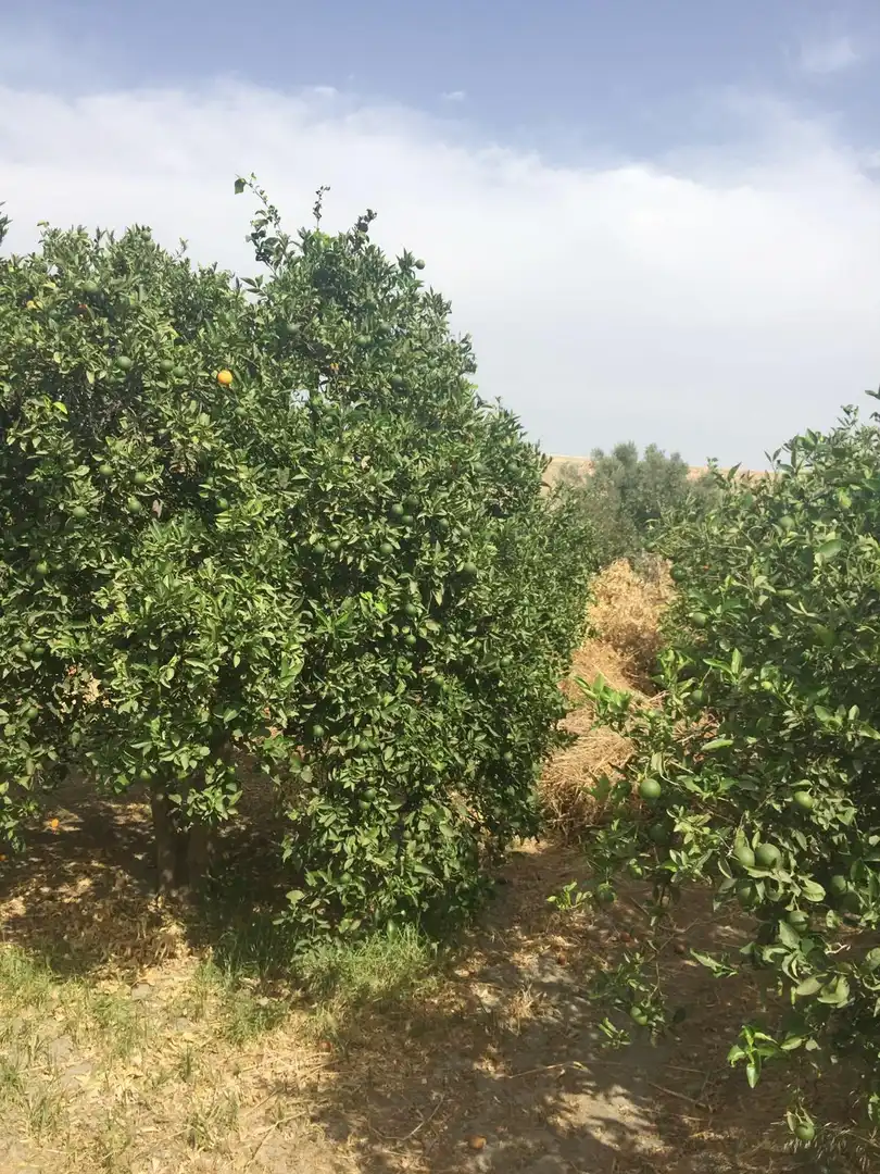 Terrenos y solares en venta en Rioja, imagen 15