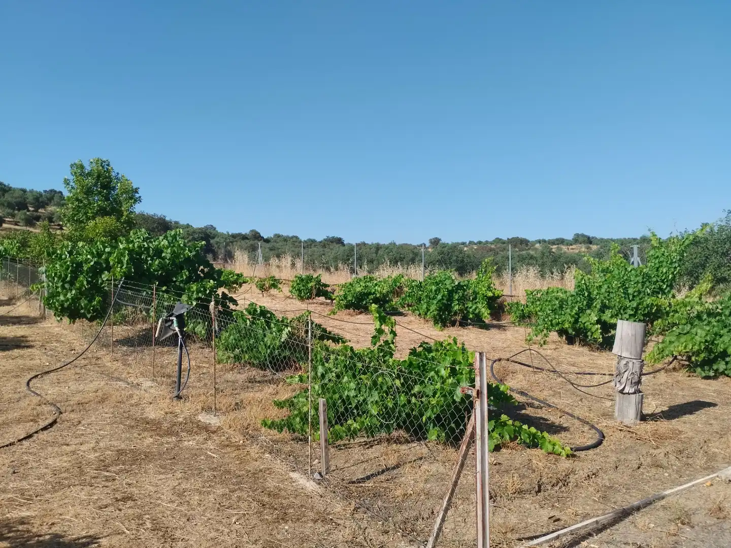 Finca rústica en venda en Atalaya amb Jardí privat i Traster