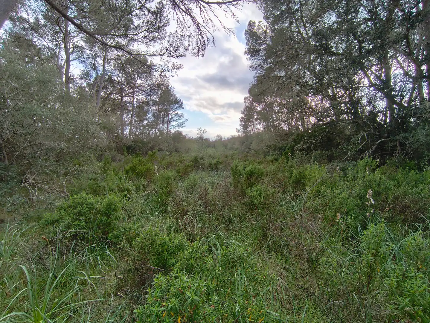 Terreno rustico in vendita a Algaida, imagen 3