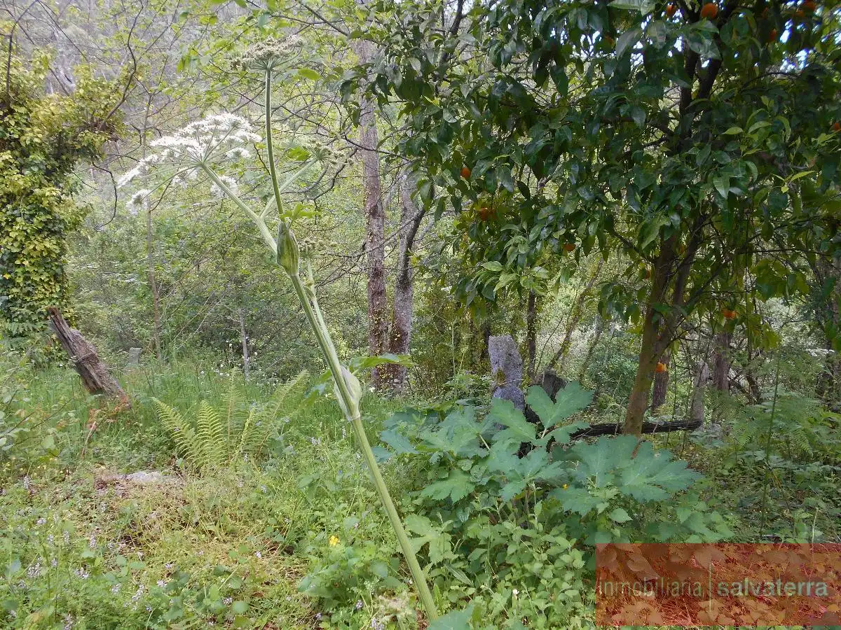 Casa o xalet en venda en Covelo amb Terrassa