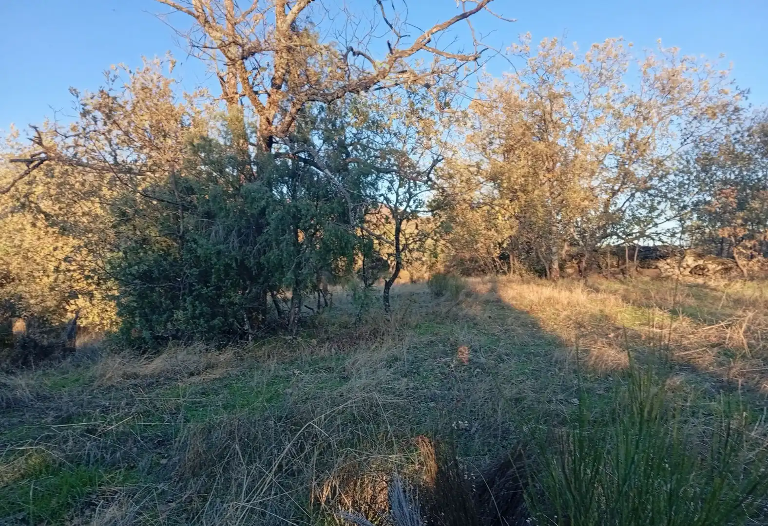 Terreni e lotti in vendita a Viandar de la Vera, imagen 16