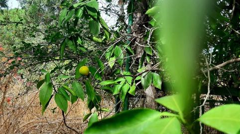 Photo 5 of House or chalet for sale in Sanlúcar la Mayor, Sevilla