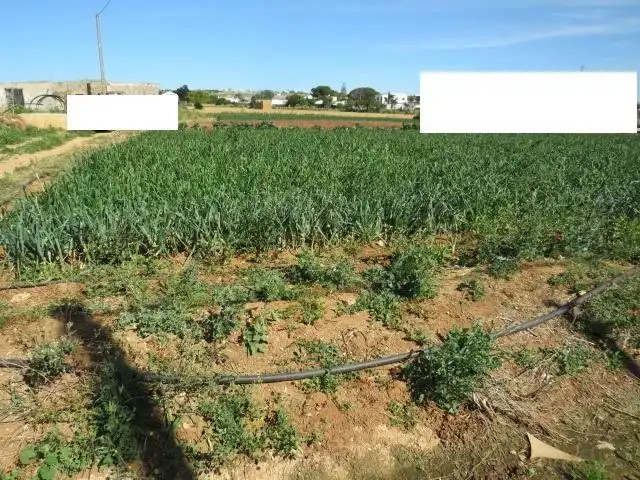 Rural land for sale in Barrio Nuevo, imagen 4