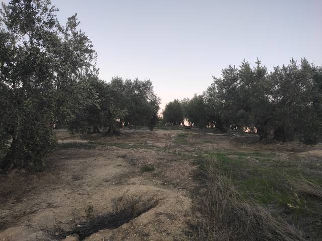 Terreno en Venta en Nueva Carteya