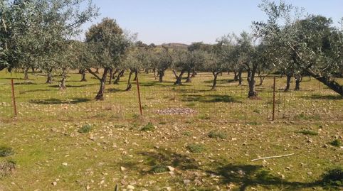 Foto 3 de Finca rústica en venda a Camino de Bacoco a la Cantera, 136, La Codosera, Badajoz