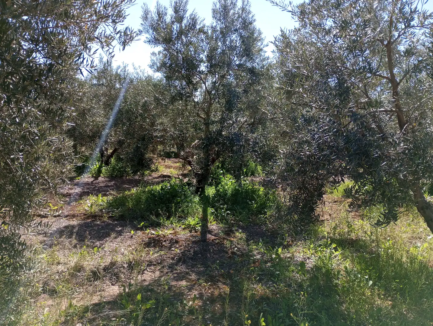 Terreny rústic en venda a Carretera de Caniles, imagen 17