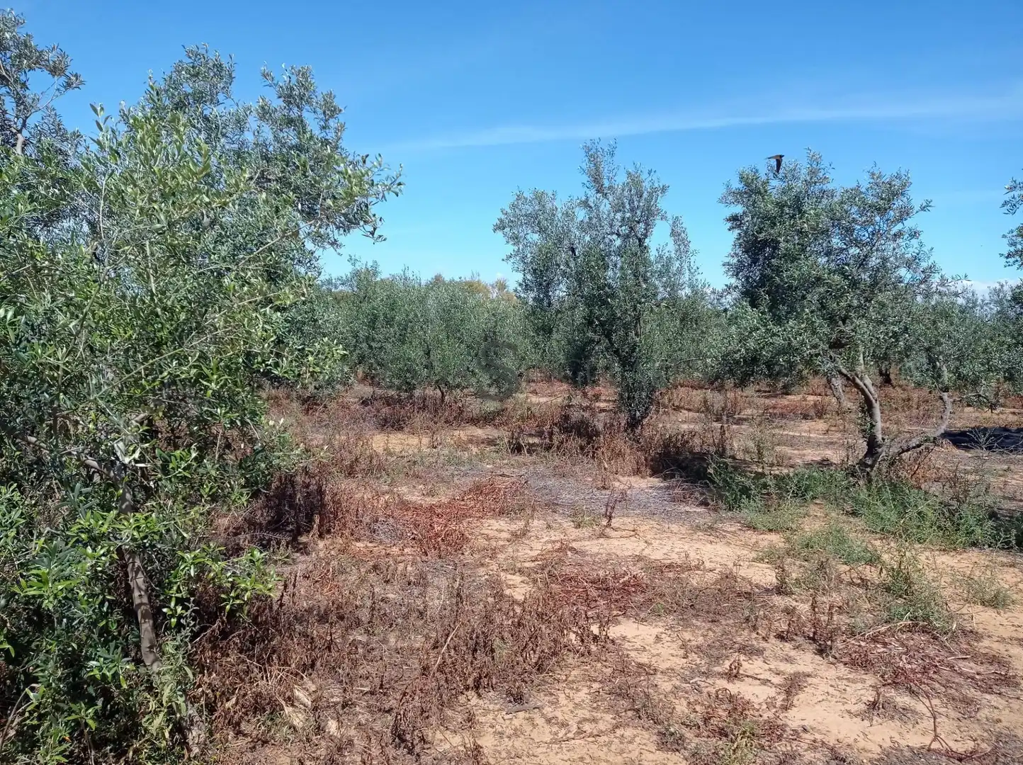 Rural land for sale in La Paz, imagen 8