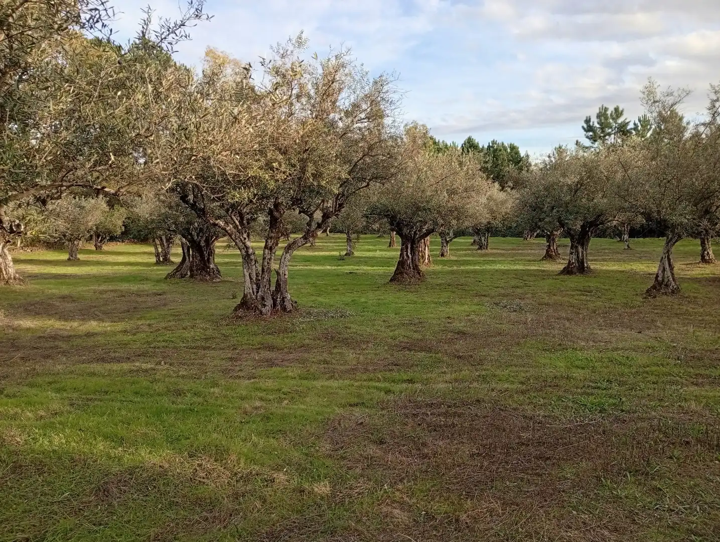 Terreni e lotti in vendita a Villanueva de la Vera, imagen 24