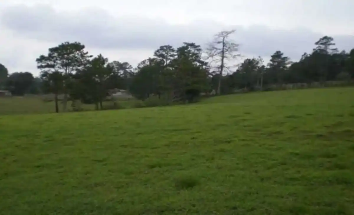 Terreny rústic en venda a Biar