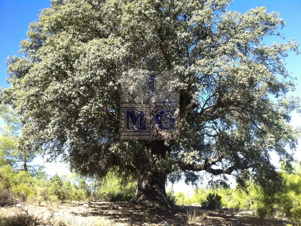 Finca rústica en venta en Yeste