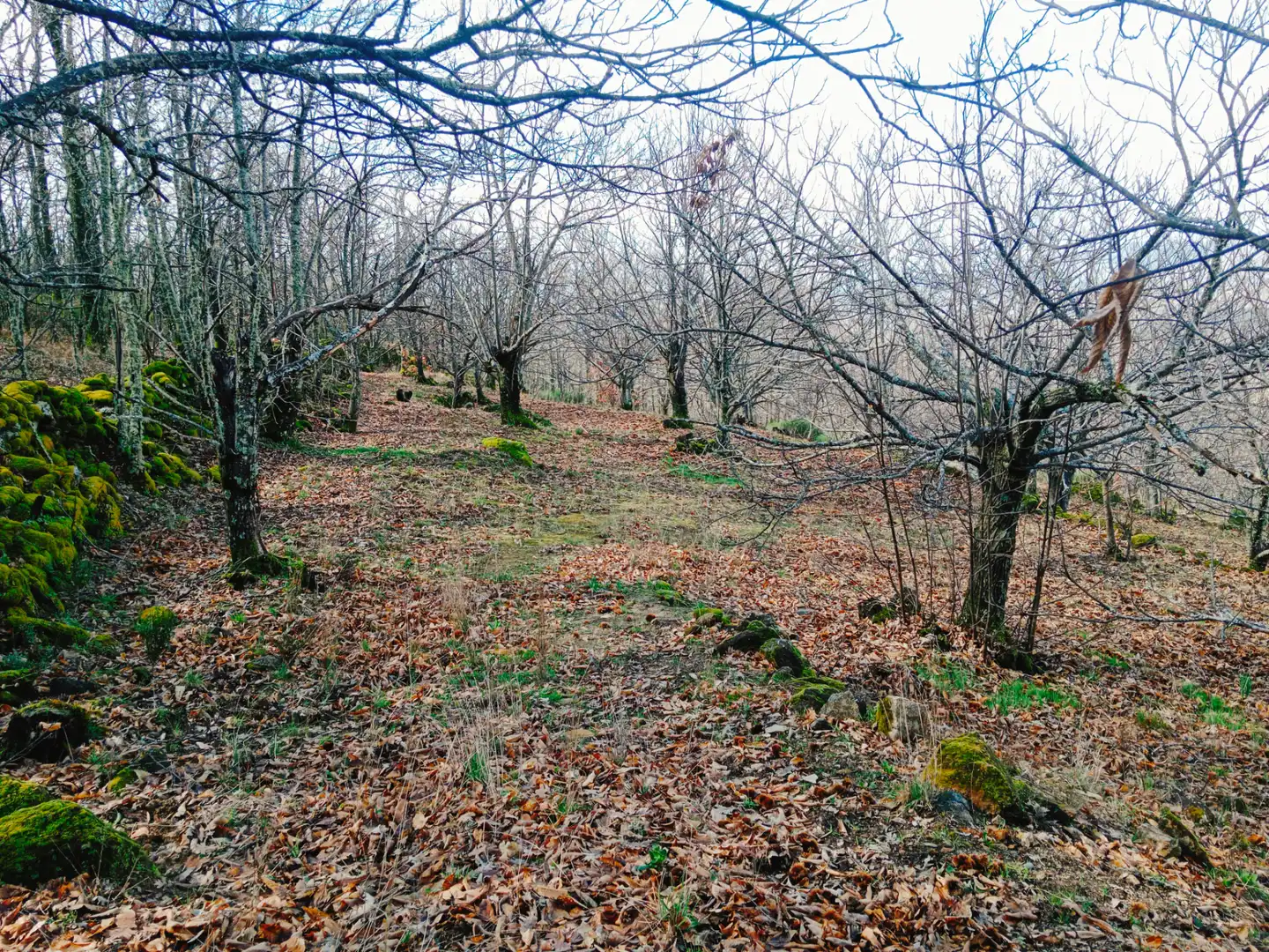 Terreni e lotti in vendita a Arroyomolinos de la Vera, imagen 33