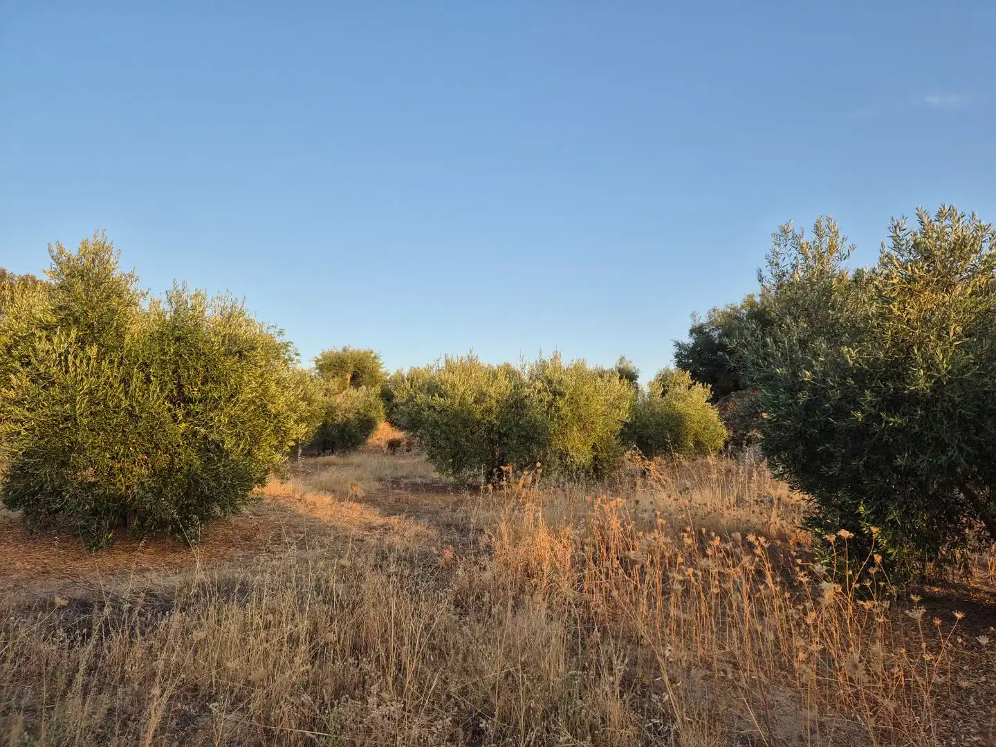 Grundstücke zum Verkauf in Abertura, Cáceres