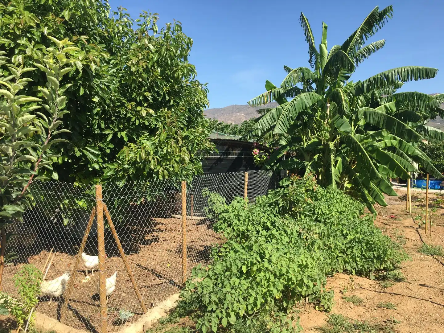 Casa rústica en venda a Monte los Almendros - El Pargo - Costa Aguilera, imagen 41
