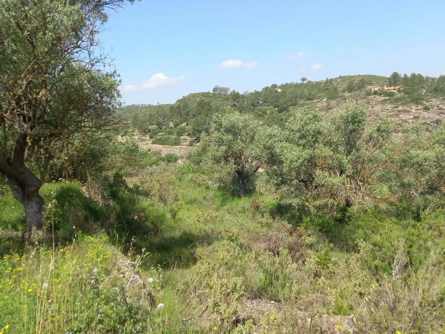 Terreny rústic en venda a Miravet, imagen 10