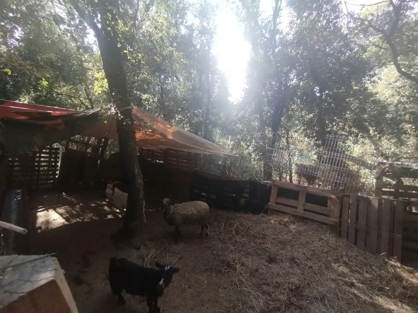 Finca rústica en venda a La Punxa