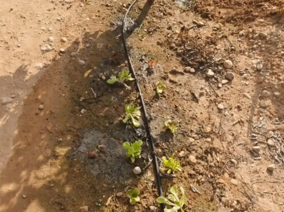 Jardí de Finca rústica en venda en Gandia amb Jardí privat, Terrassa i Moblat