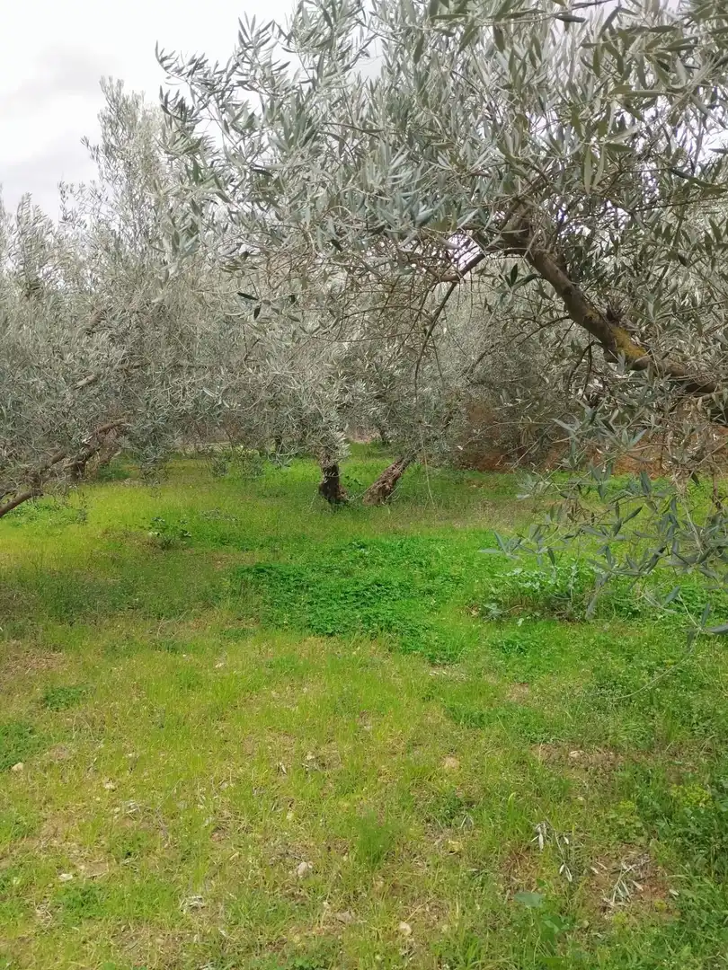 Terreni e lotti in vendita a Camino del cerro poligono 3 parcela, imagen 28