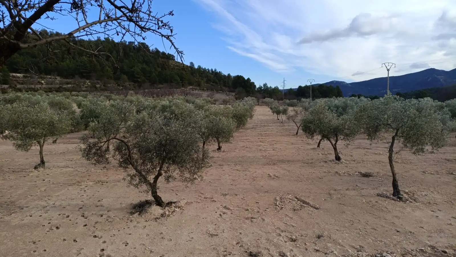 Rural land for sale in CV-799