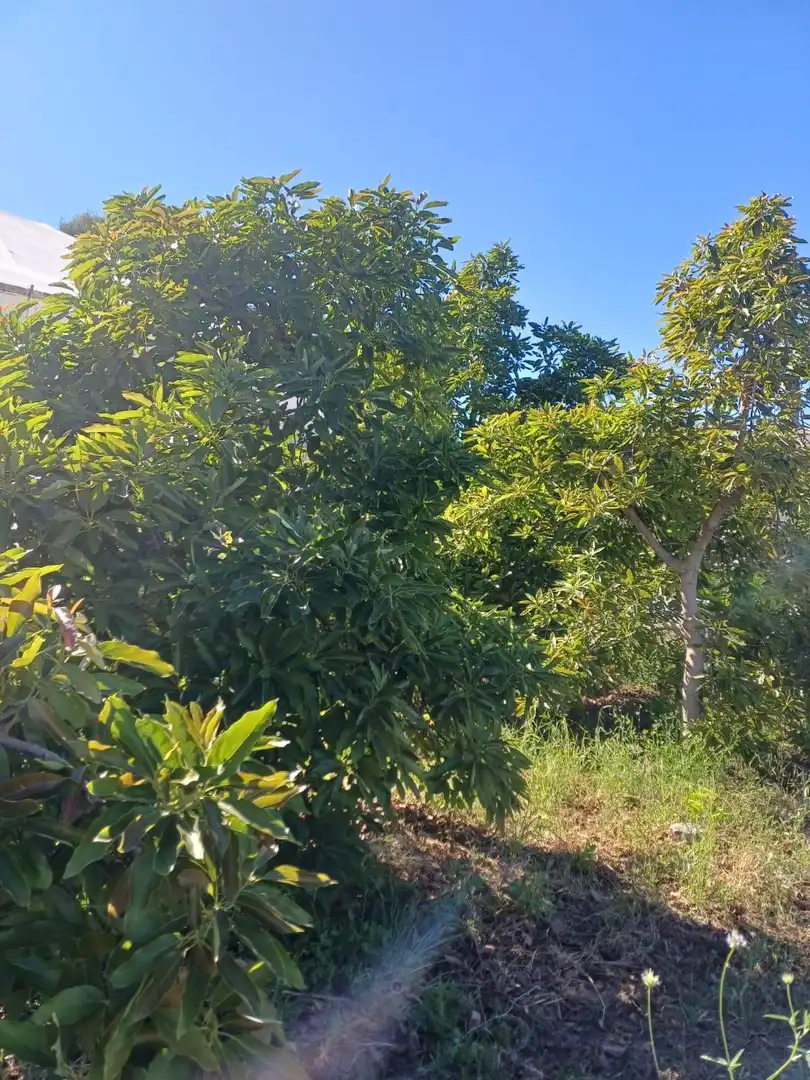 Rural land for sale in Callosa d'en Sarrià, imagen 31