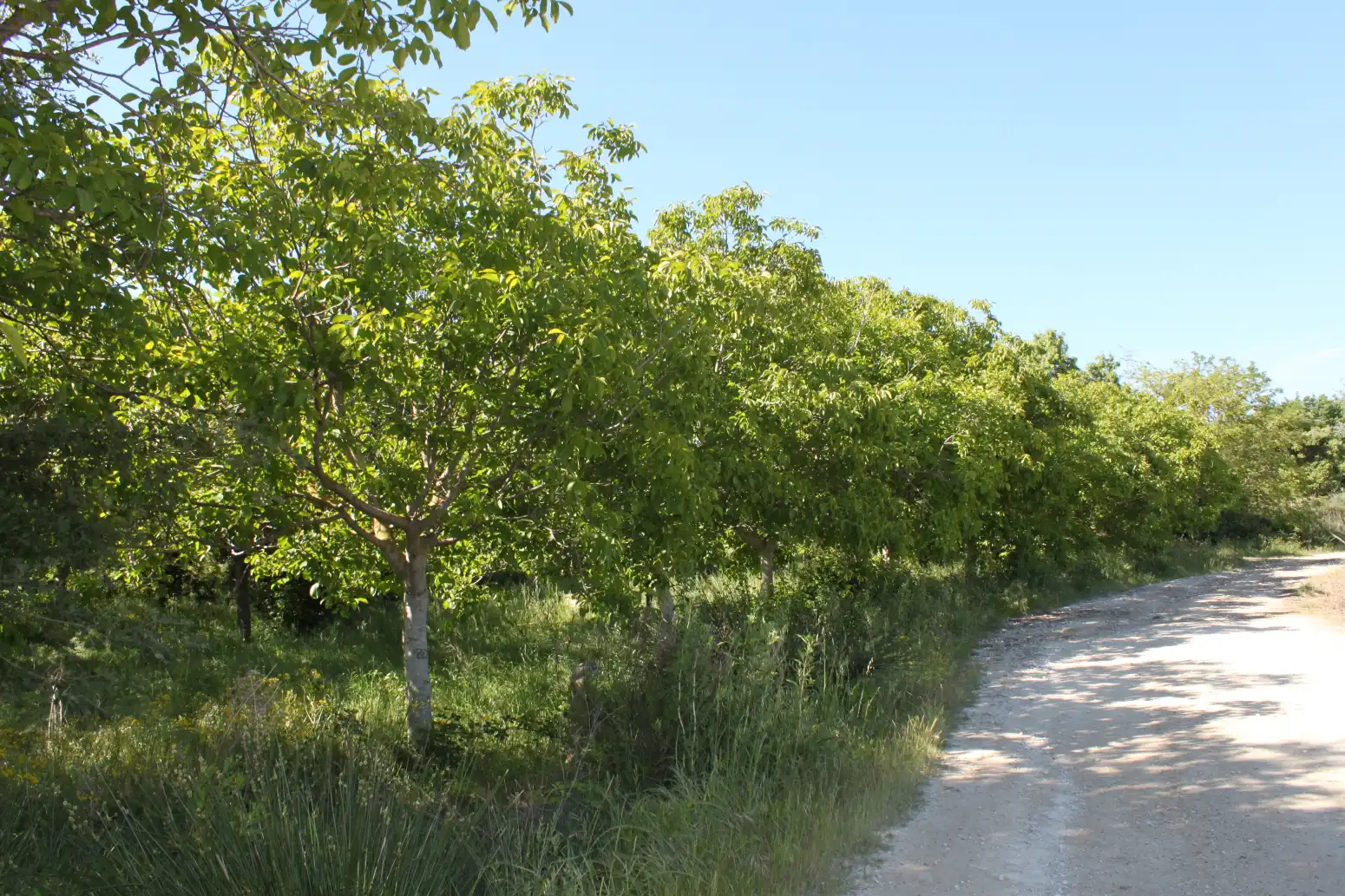 Terreno en venta en Tafalla