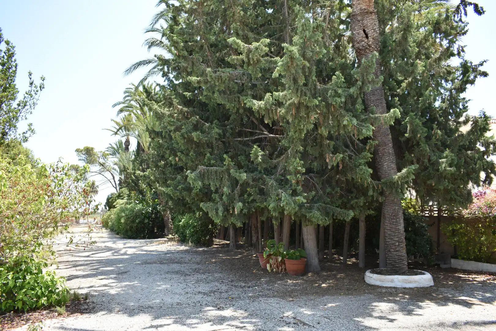 Jardín de Casa o chalet en venta en Elche / Elx con Jardín privado y Amueblado