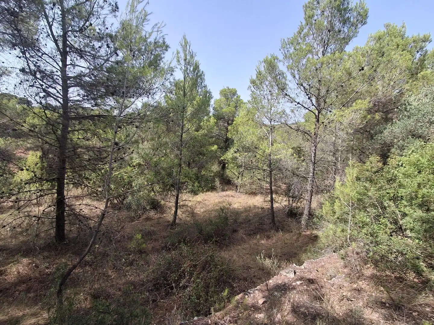 Rural land for sale in Gandesa, imagen 48