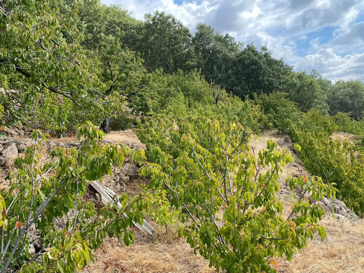 Terrain rustique à vendre à El Torno, imagen 21