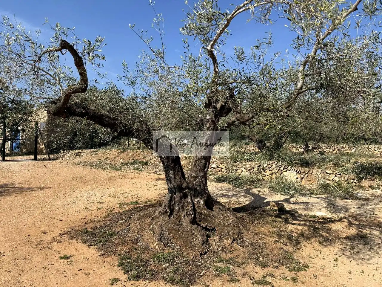 Terreny rústic en venda a Bassa del pi, imagen 18