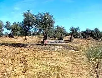 Terreni e lotti in vendita a Parcela 5 y 24 del Pol 23, 2 y 9 del Pol 22 y 87 del Pol 24, imagen 4