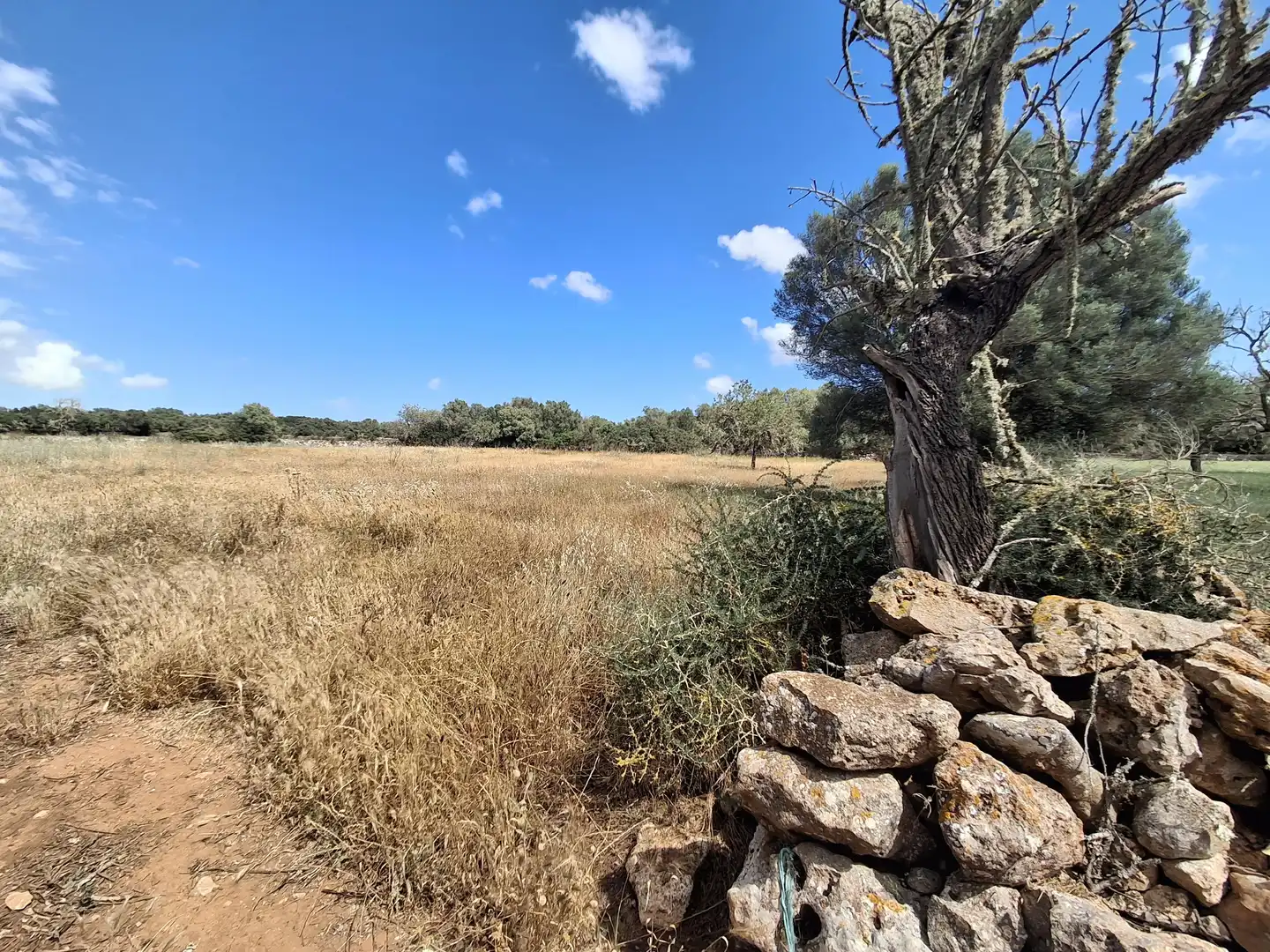 Rural land for sale in Felanitx Poble, imagen 3
