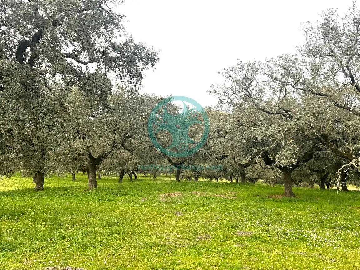 Country house zur Miete in Cáceres mit Schwimmbad, Möbliert und Ofen