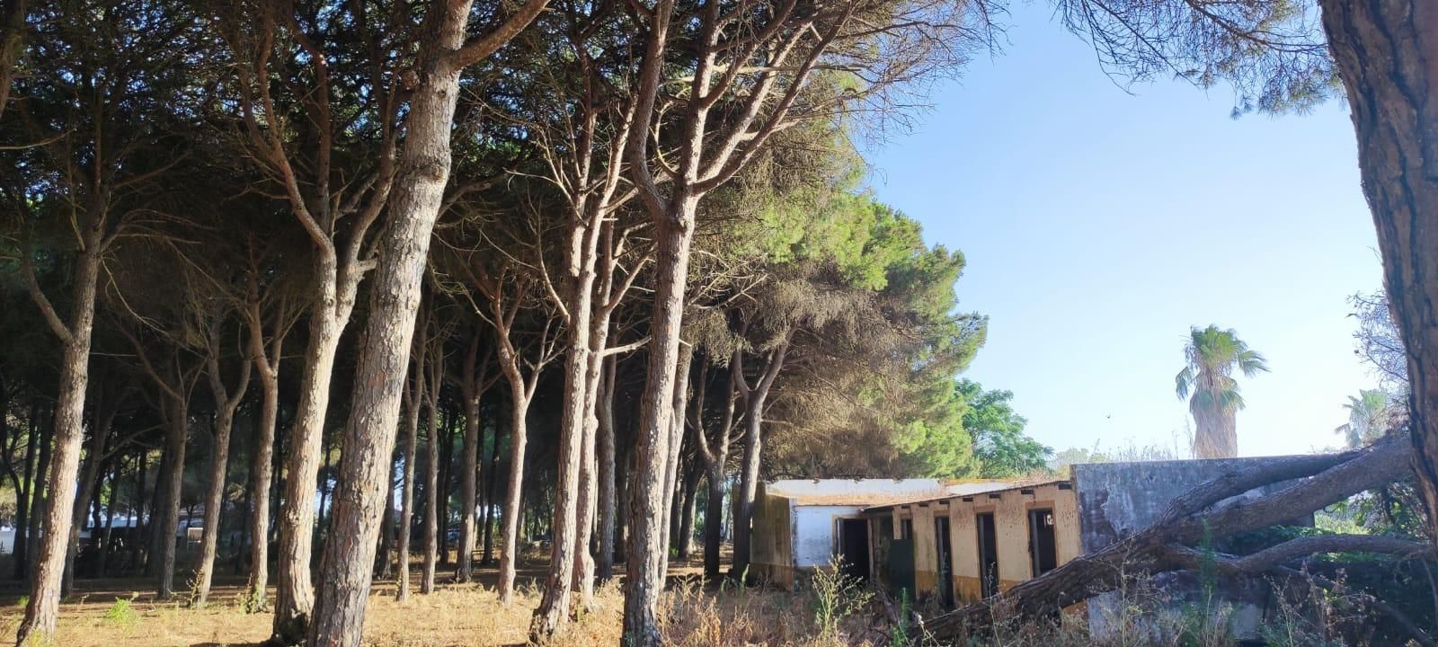 Vista exterior de Residencial en venda en Chiclana de la Frontera