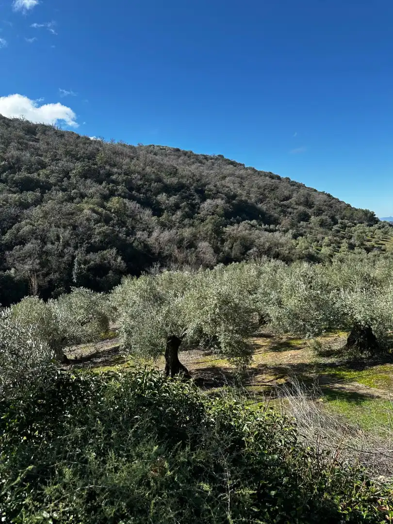 Jardí de Finca rústica en venda en Valdepeñas de Jaén