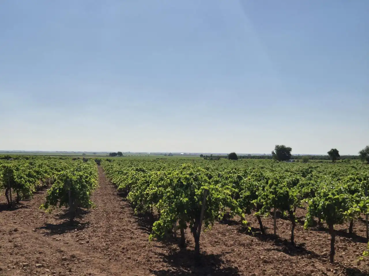 Terreno rustico in vendita a Las Colinas, imagen 20