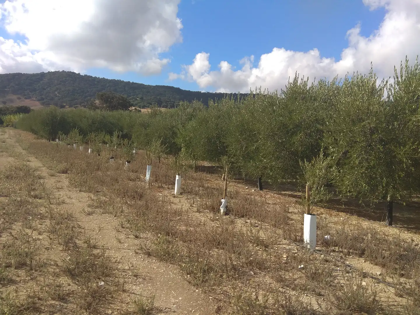 Terrenos y solares en venta en Gibraleón, imagen 3