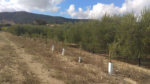 finca de 20 hect a 4 km de san  jose del valle , cortijo, nave etc., immagine 3