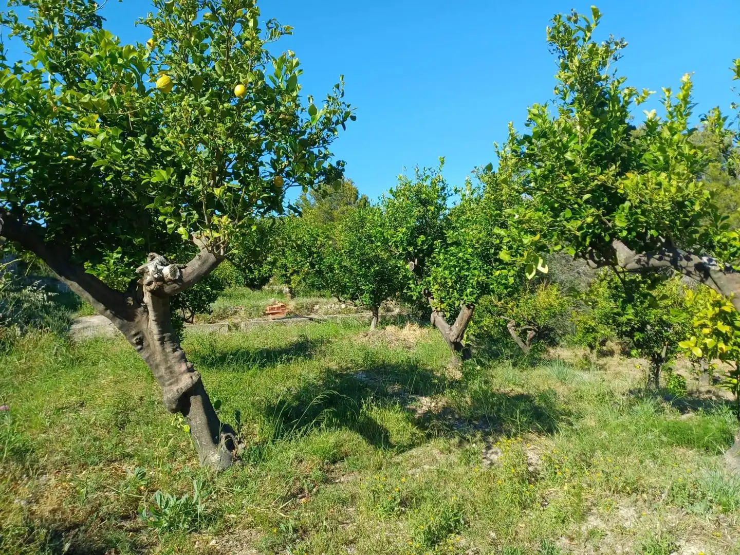 Rural land for sale in Callosa d'en Sarrià, imagen 6