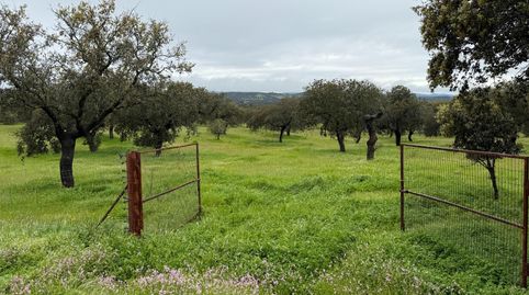 Foto 2 de Terreno en venta en Polígono Polígono 20 Paraje 160 Dehesa de Alfilejo, 25, Alcaracejos, Córdoba