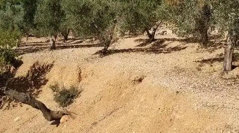 Foto 2 de Finca rústica en venda a Carrer Barcelona, Valletes - Xiribecs, Amposta