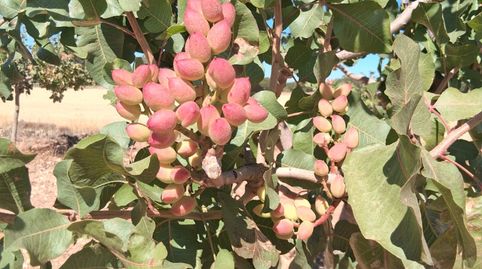 Finca plantada de pistachos en produccion