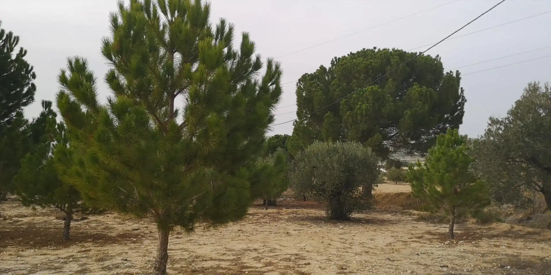 Rural land for sale in Las tiesas, imagen 4