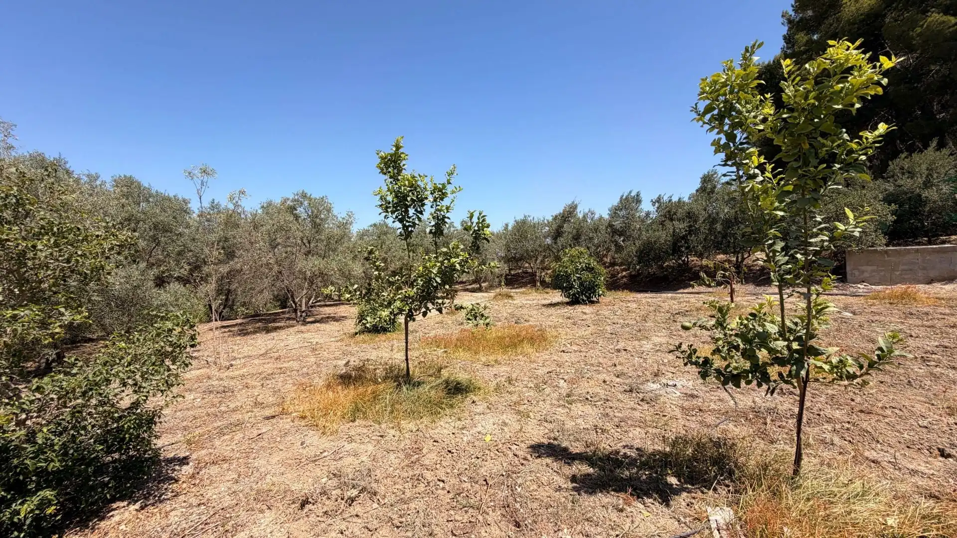 Finca rústica en venta en Centro