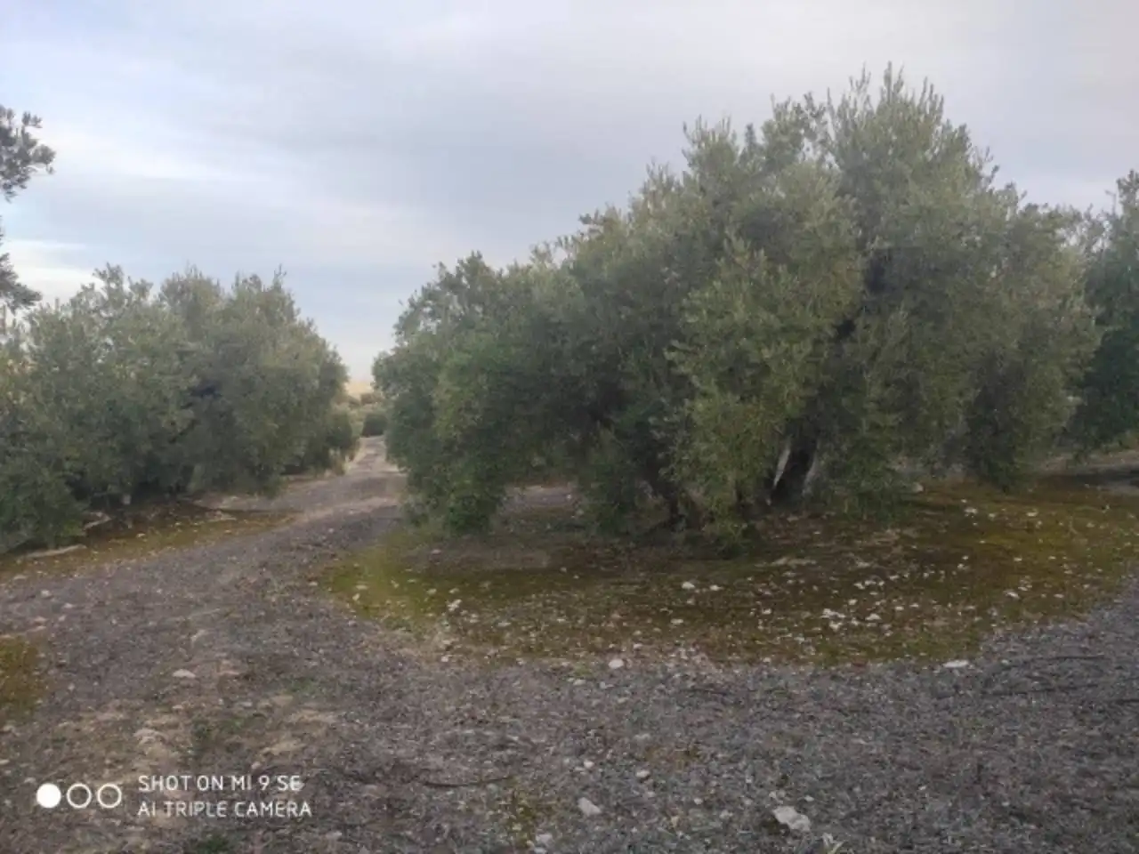 Terrain rustique à vendre à Calle TERMINO DE BAENA, imagen 3