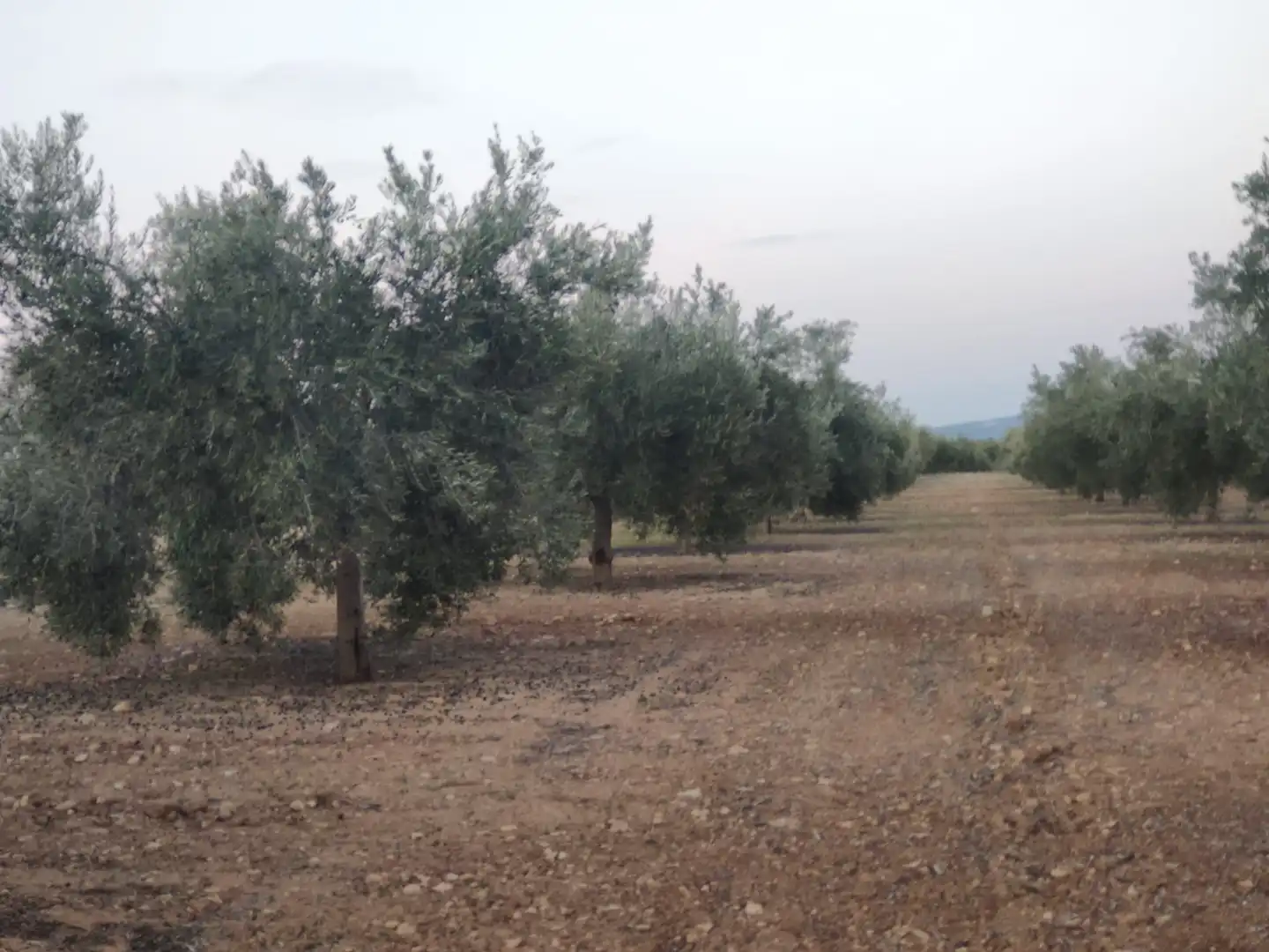 Terrain rustique à vendre à Baena, imagen 4